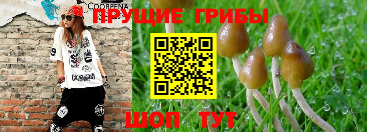 Лянтор  Псилоцибиновые грибы Psilocybe  Вход с VPN 